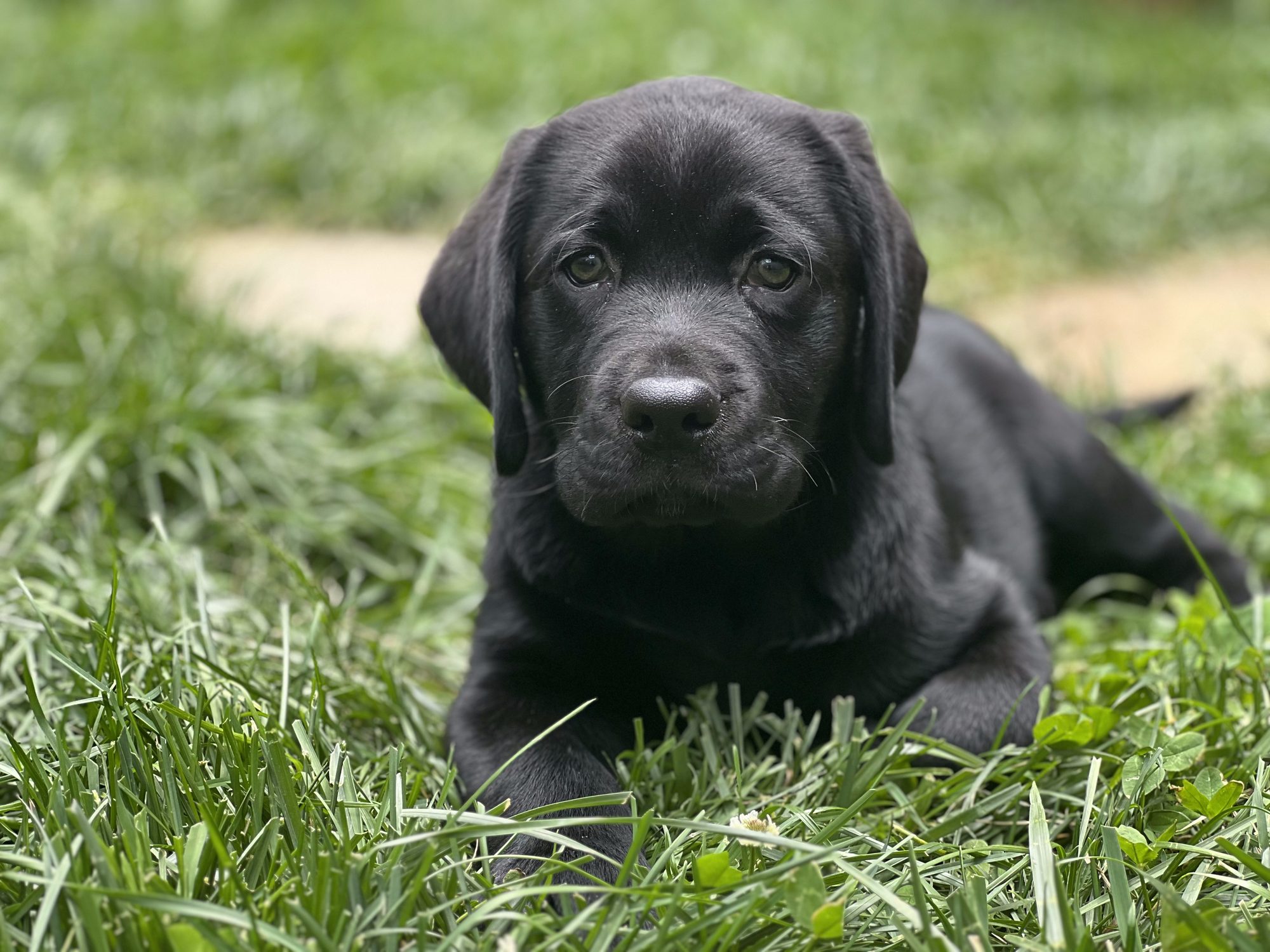 Bringing home a new Labrador puppy