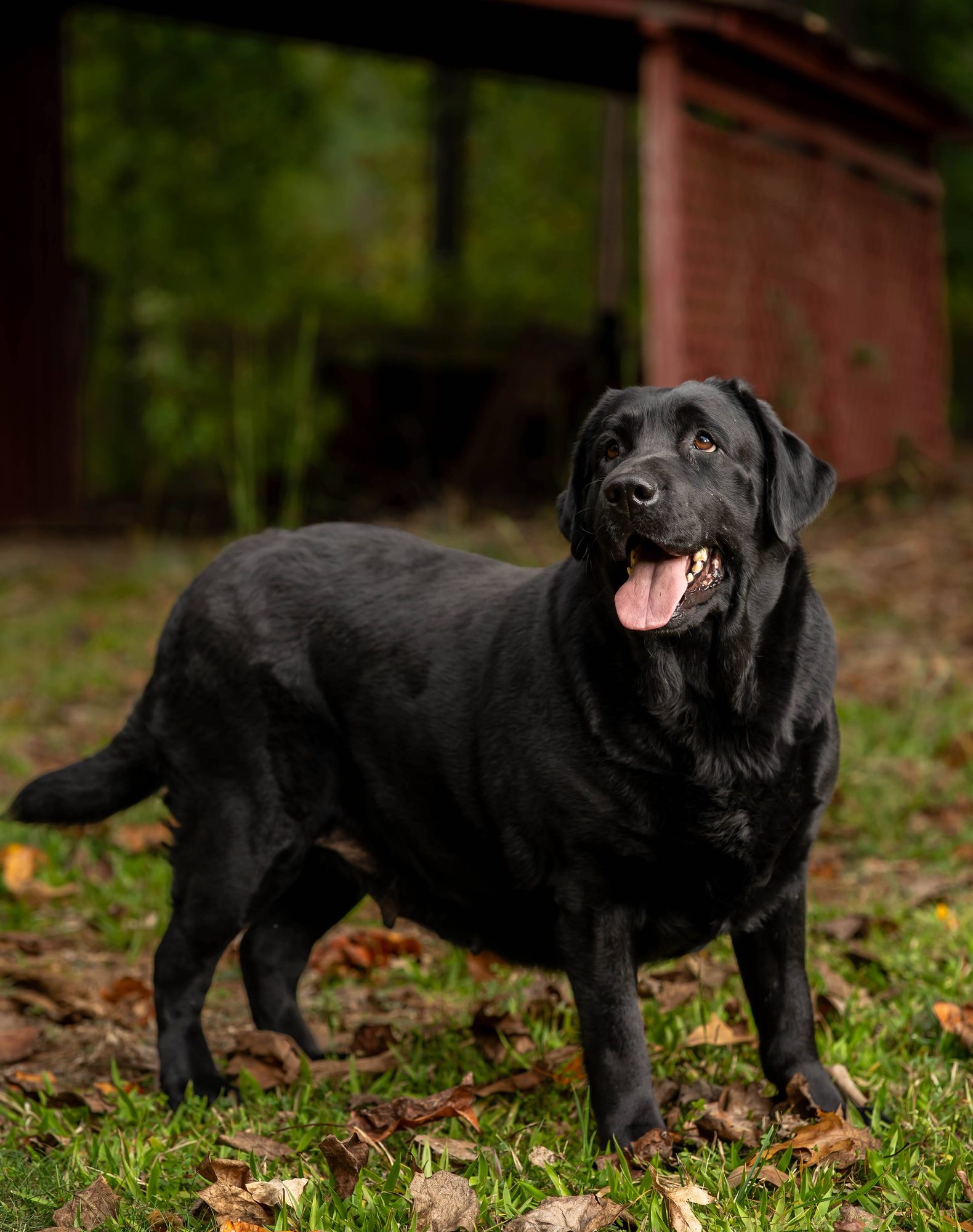 Song, Black English Labrador Dam