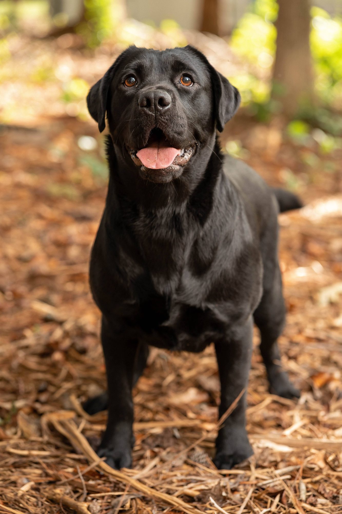 Charlotte, Black English Labrador