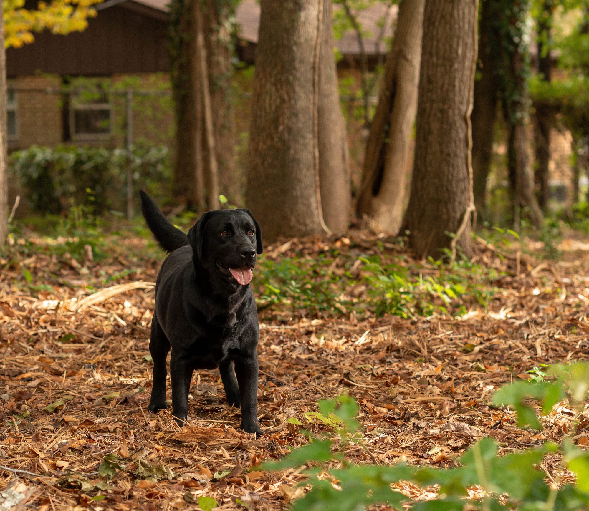 Rue, Black English Labrador