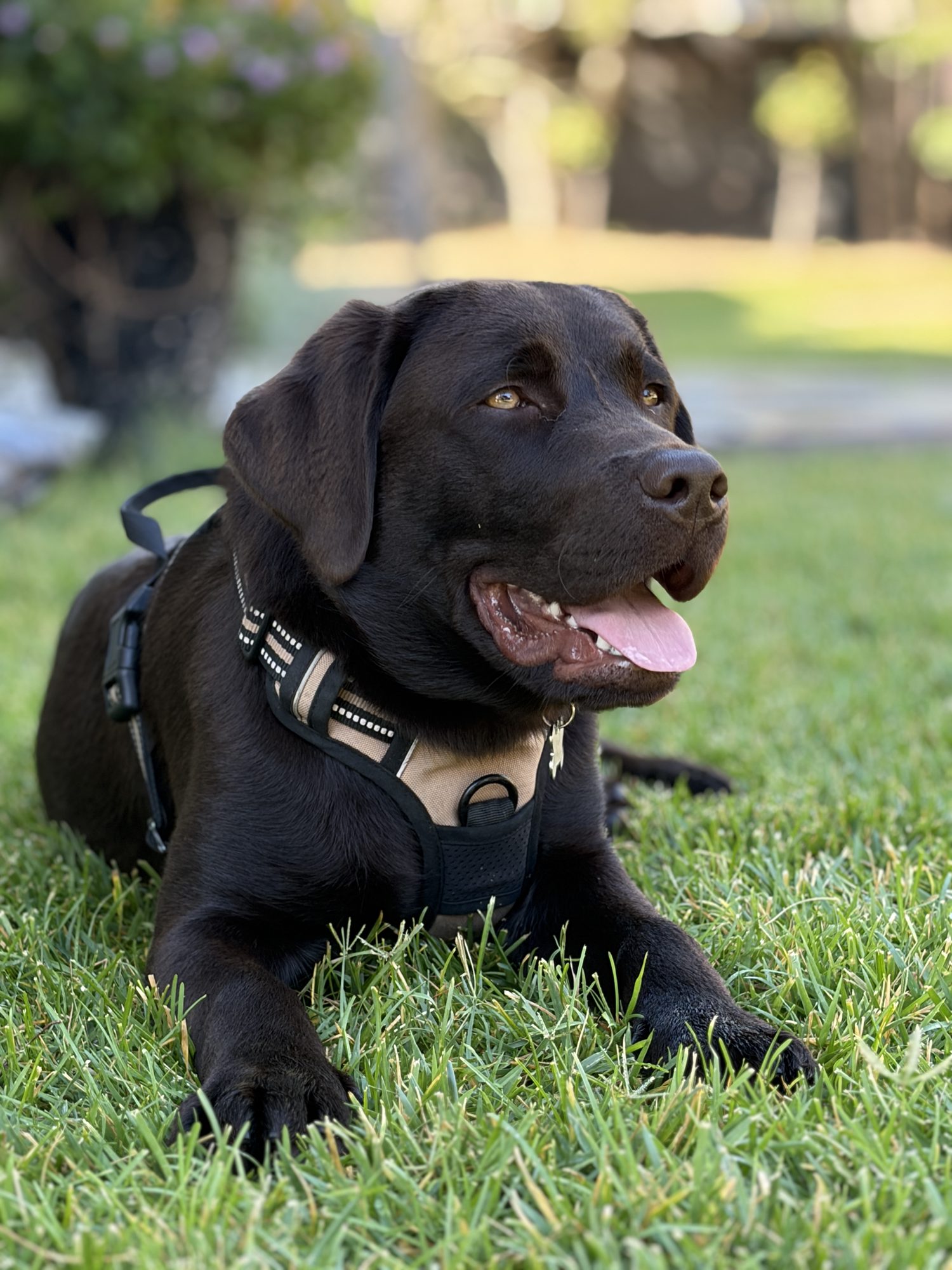 Patton Premier Labradors English Labrador