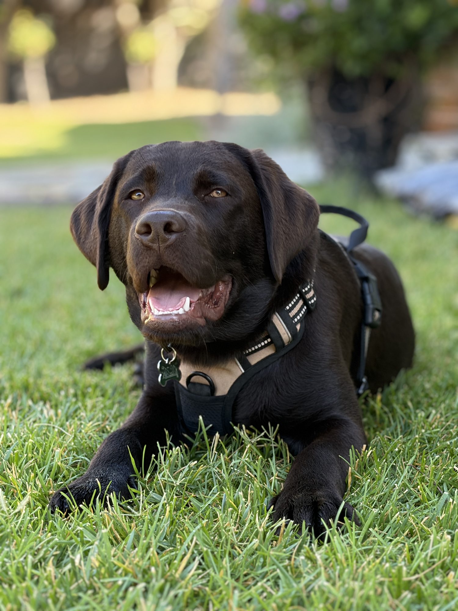 Patton Premier Labradors sires